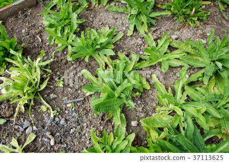 Culantro, Long coriander, Sawtooth coriander 37113625