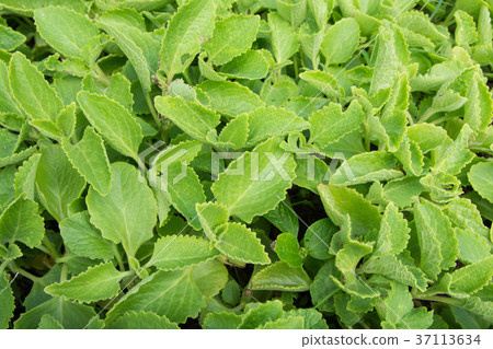 Indian borage (plectranthus amboinicus  37113634