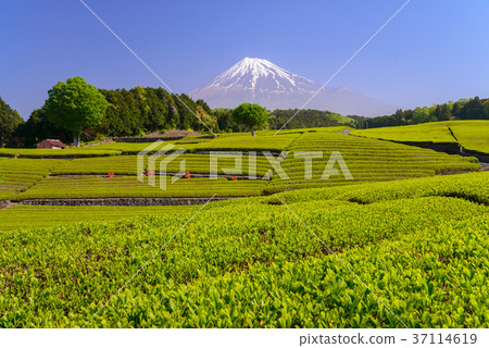 Tea fields and Mt. Fuji (Shizuoka Prefecture) Tea fields and Mt. Fuji (Shizuoka Prefecture) 37114619