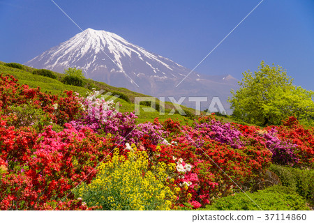Azalea and Mt. Fuji (Shizuoka) 37114860