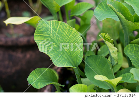Limnocharis flava leaves 37115014