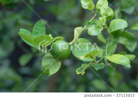 green lime on tree with fruits closeup green lime on tree with fruits closeup 37115015