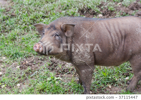 Wild boar in grass, before a thicket (Sus scrofa). 37115447