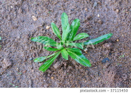 Culantro, Long coriander, Sawtooth coriander, 37115450