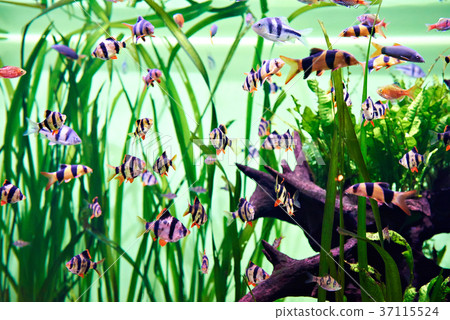 Aquarium fishes - barbus tetrazona 37115524