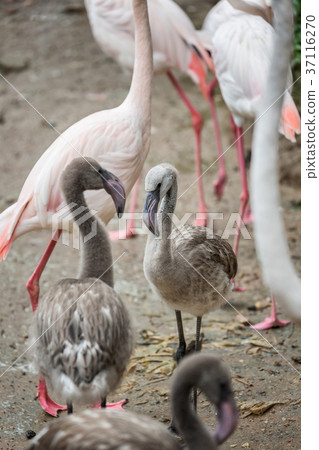 Baby flamingo standing in the midst of its flock. Baby flamingo standing in the midst of its flock. 37116270