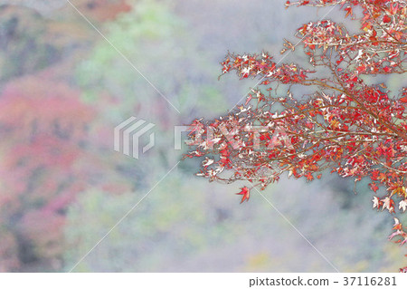Autumn leaves illustration 37116281