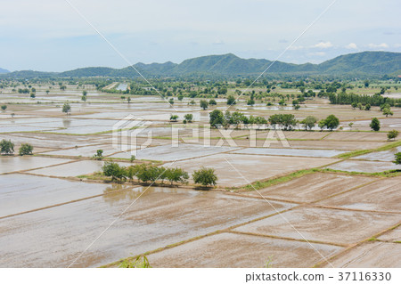 Water in the rice field for preparing rice Water in the rice field for preparing rice 37116330