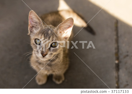 Cute little kitten looks upward Cute little kitten looks upward 37117133