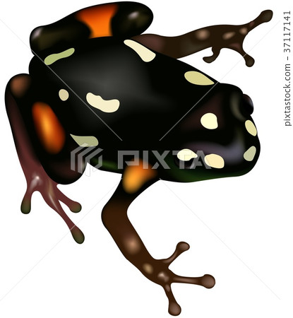 Poison Dart Frog Poison Dart Frog 37117141