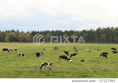 Hokkaido Shicha tea cattle grazing Hokkaido Shicha tea cattle grazing 37117761