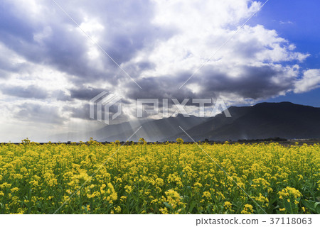 池上花海奇妙的耶穌光 池上花海奇妙的耶穌光 37118063