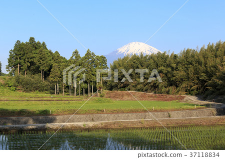 Superb view (Shizuoka, Gotenba, Fuji) 37118834