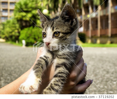 Cute little kitten in hands Cute little kitten in hands 37119202