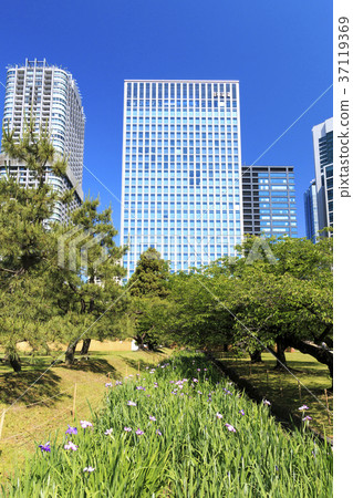 Garden scenery (Tokyo, Hamarikyu, early summer) 37119369