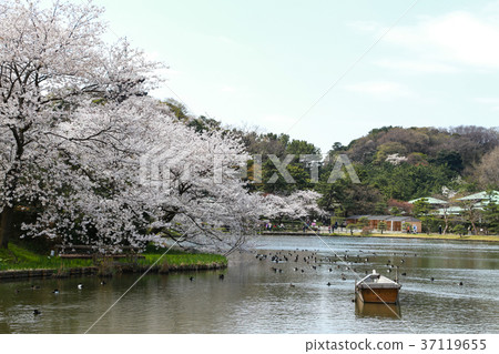 Cherry blossom in Sankeien garden Cherry blossom in Sankeien garden 37119655