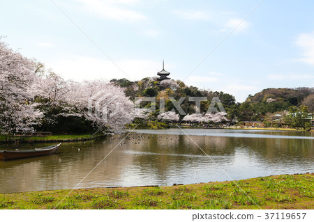 Cherry blossom in Sankeien garden Cherry blossom in Sankeien garden 37119657