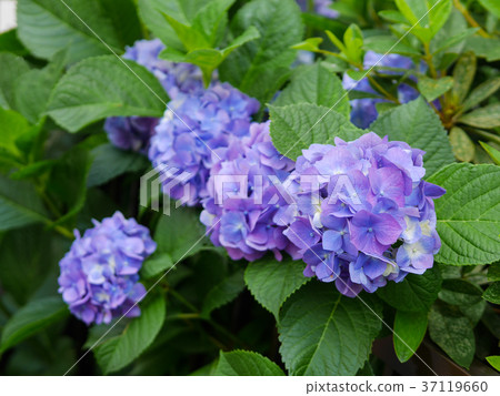 Blue and purple Hydrangeas Blue and purple Hydrangeas 37119660