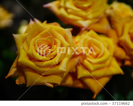 Yellow Roses Yellow Roses 37119662