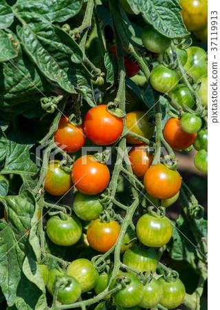 Branches with cherry tomatoes 37119913