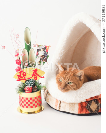 Kadomatsu and tea tiger cat in bed Kadomatsu and tea tiger cat in bed 37119982