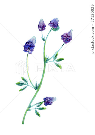 Watercolor illustration of alfalfa Watercolor illustration of alfalfa 37120029
