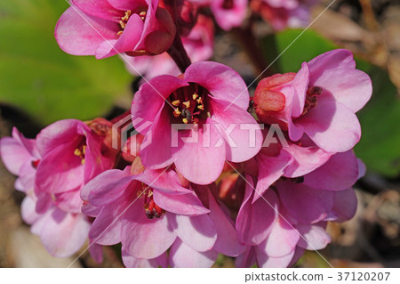 Pretty and beautiful Himalayan Yukinoshita 37120207