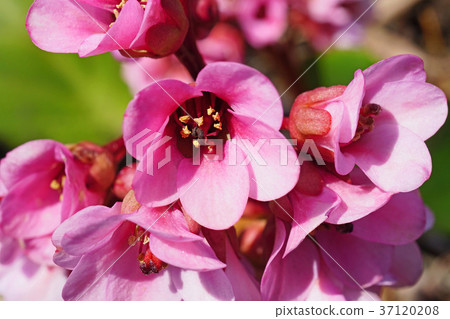Pretty and beautiful Himalayan Yukinoshita 37120208