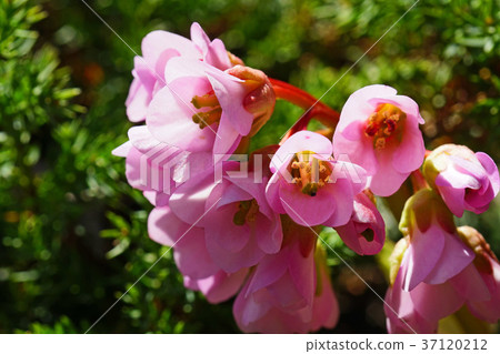 Pretty and beautiful Himalayan Yukinoshita 37120212