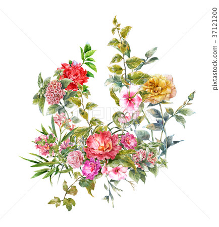 Watercolor painting of flower, rose on white 37121200