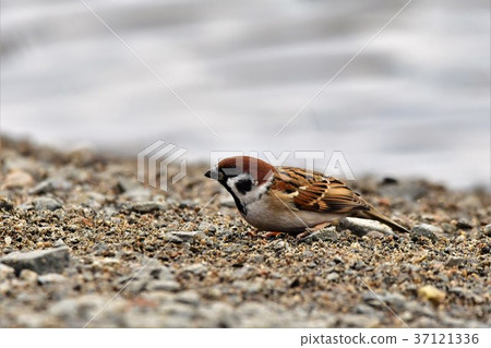 Sparrow Sparrow 37121336