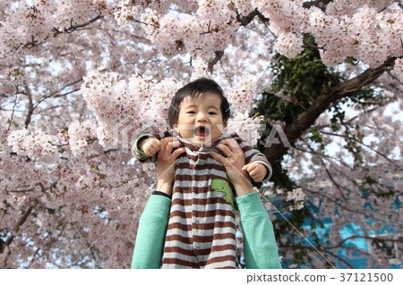 櫻花和嬰兒 37121500
