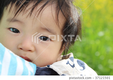 Rape flowers and babies 37121501