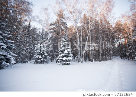 Beautiful winter forest Beautiful winter forest 37121684