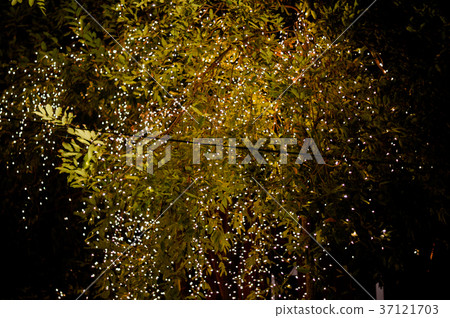 Tree lighting, blur and bokeh. Tree lighting, blur and bokeh. 37121703