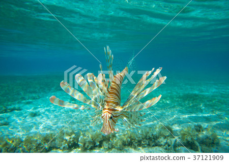 Lion fish swimming under water 37121909