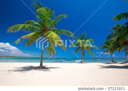 tropical beach with palm trees and blue lagoon 37121911
