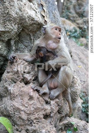 Mother monkey with baby monkey 37122007