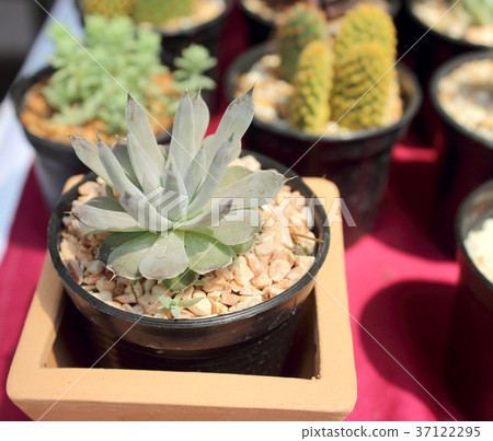 cactus with flower cactus in a pot cactus with flower cactus in a pot 37122295