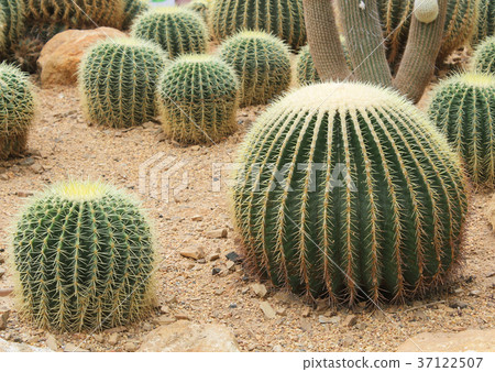 cactus cactus 37122507