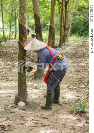 Asian women tapping on the rubber tree Asian women tapping on the rubber tree 37123042