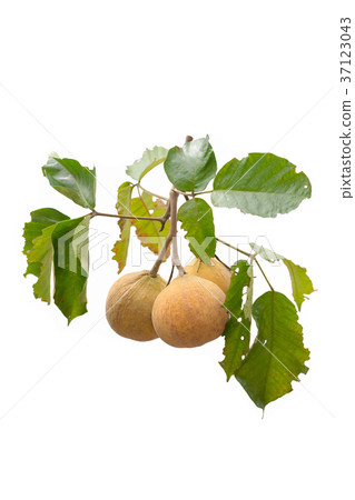 Santol meliaceae fruit isolated on white 37123043
