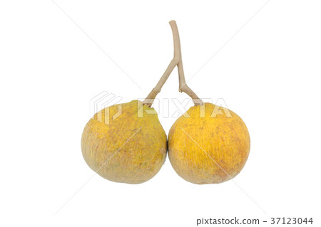 Santol meliaceae fruit isolated on white  37123044