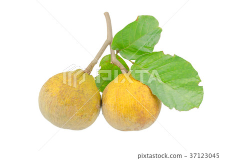 Santol meliaceae fruit isolated on white  37123045