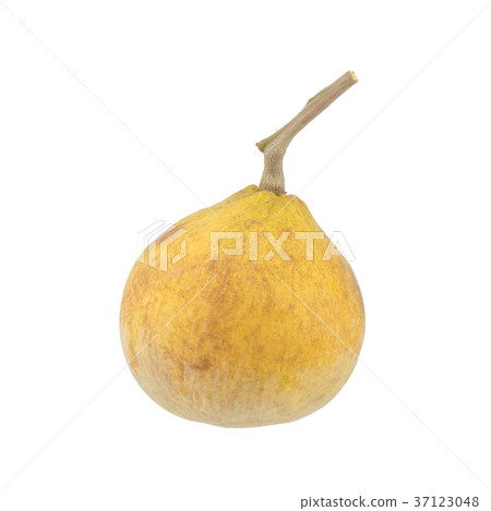 Santol meliaceae fruit isolated on white Santol meliaceae fruit isolated on white 37123048