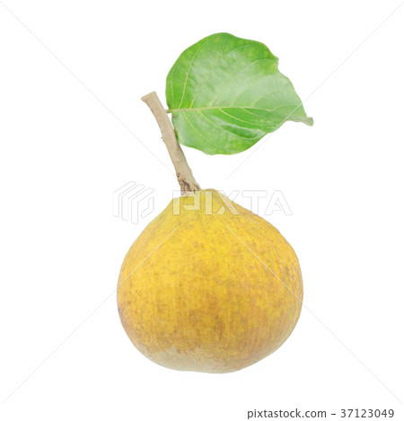 Santol meliaceae fruit isolated on white  37123049