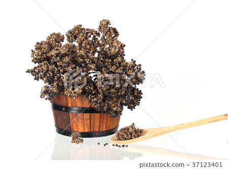 Zanthozylum limonella Alston herb hot and spices Zanthozylum limonella Alston herb hot and spices 37123401