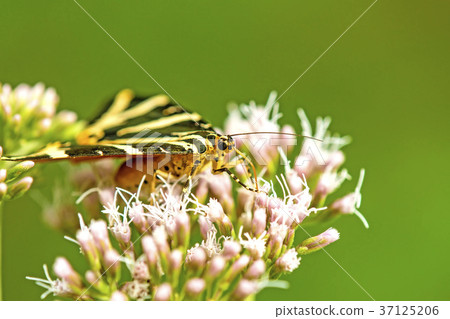 Jersey tiger on a flower Jersey tiger on a flower 37125206