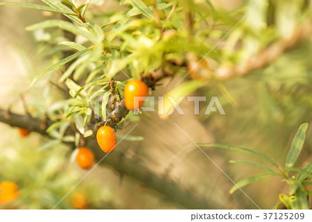 common sea-buck-thorn fruits common sea-buck-thorn fruits 37125209