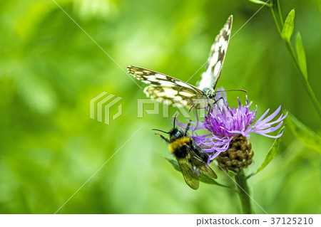 marbled white butterfly 37125210